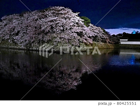 彦根城の夜桜 80425551