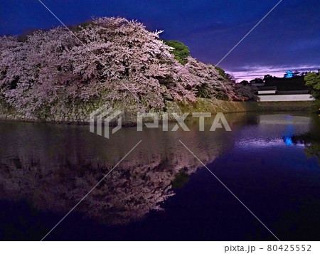 彦根城の夜桜 80425552