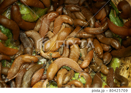 Spanish slugs collecting disposal collect accumulate pail bucket liquidation pest Arion vulgaris snail parasitizes leaf vegetables lettuce moving garden, eating ripe plant crops Spanish slugs collecting disposal collect accumulate pail bucket liquidation pest Arion vulgaris snail parasitizes leaf vegetables lettuce moving garden, eating ripe plant crops 80425709