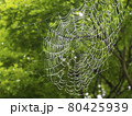 初夏の雨上がり　水滴がついた蜘蛛の巣　 80425939