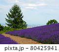 幌見峠のラベンダーと札幌の街並み 80425941