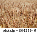 小麦畑 80425946