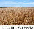 広い小麦畑 80425948
