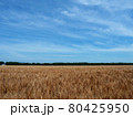 青空のもとに広がる小麦畑 80425950
