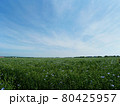 亜麻畑 80425957