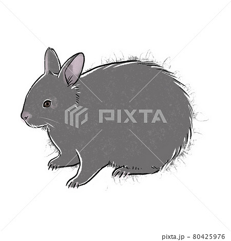 アマミノクロウサギ アマミノクロウサギ 80425976