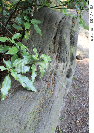 自然・庭園・清澄庭園の庭石 80427282