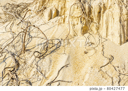 Dried roots on the sandy beach. Tree roots on a cut of land. Desert landscape.  80427477