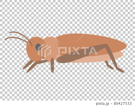 食用コオロギのイラスト フラットデザイン 食用コオロギのイラスト フラットデザイン 80427533