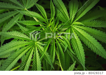 Marijuana leaves, cannabis on a dark background, beautiful background, indoor cultivation 80428317