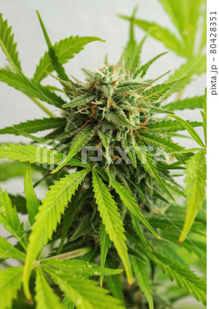 Cannabis buds close-up on a light background. A mature marijuana bush 80428351