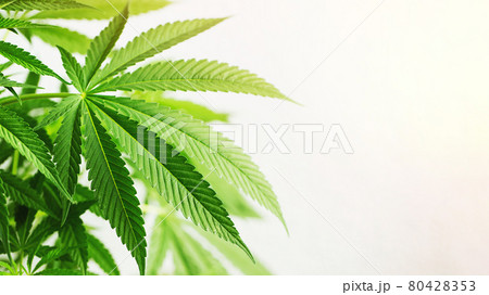 Marijuana leaves, cannabis on a white background, beautiful background, indoor cultivation. With copy space 80428353