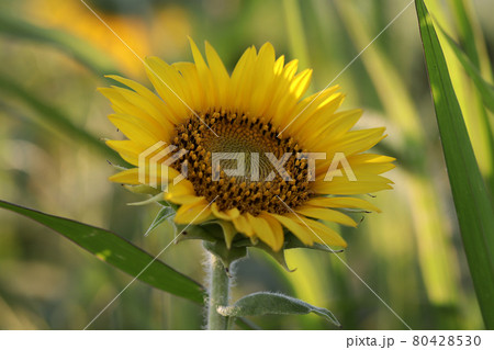夏 ヒマワリ 花 80428530