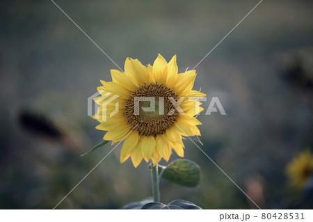 夏 ヒマワリ 花 80428531