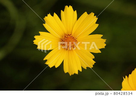 花 春 クローズアップ 80428534