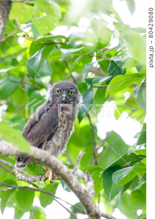 【アオバズク】産毛の残るモフモフの雛 80429080