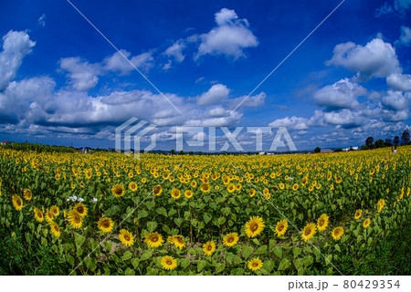 夏空と向日葵 80429354