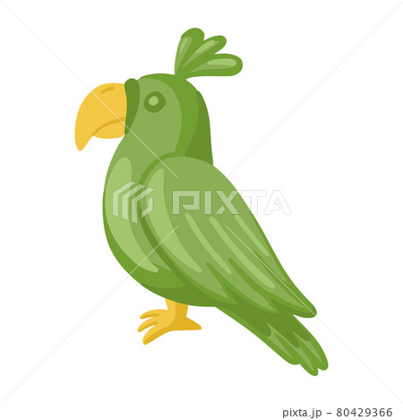 Green parrot isolated isolated on white background. Green parrot isolated isolated on white background. 80429366