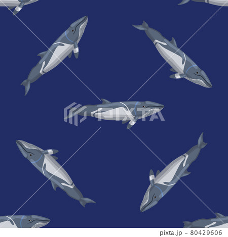 Seamless pattern lesser rorqual on blue background. Template of cartoon character of ocean for fabric. Seamless pattern lesser rorqual on blue background. Template of cartoon character of ocean for fabric. 80429606