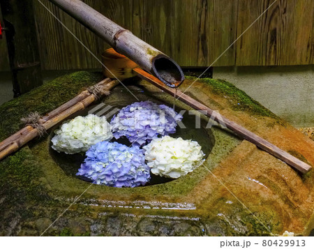 【京都府】柳田観音 楊谷寺の紫陽花の花手水 80429913