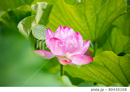 上野公園不忍池のハス 80430108