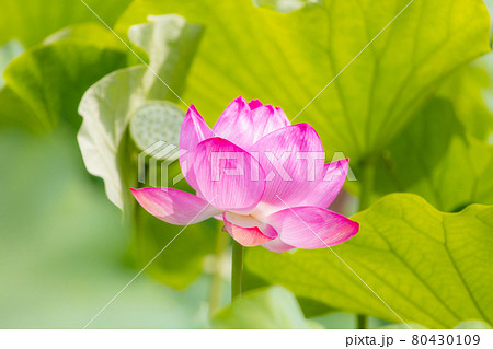 上野公園不忍池のハス 80430109