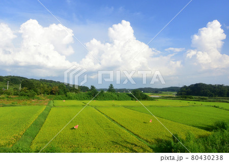 2020年夏の東北本線、福島駅から新白河駅までの車窓風景 80430238