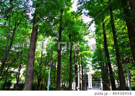 ザ・シンフォニーホール前の公園 80430458