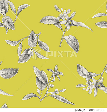 レモンの花のスケッチパターン 80430552