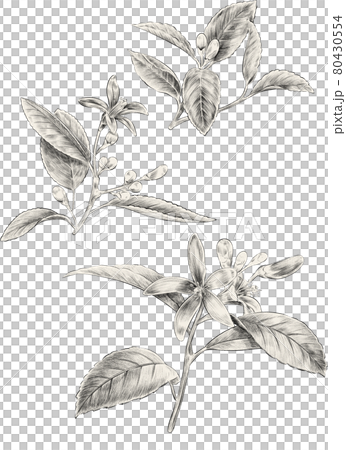 レモンの花のスケッチ 80430554