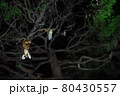 蝉の羽化 80430557