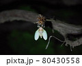 蝉の羽化 80430558