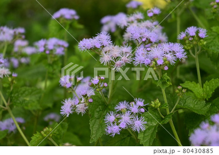 ユーパトリウム(セイヨウフジバカマ) ユーパトリウム(セイヨウフジバカマ) 80430885