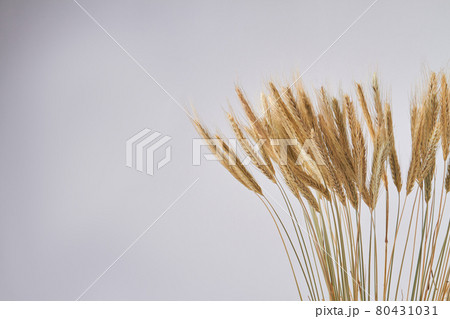Growing wheat ears and copy space isolated on white background. 80431031