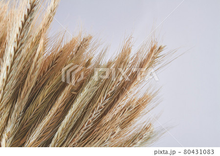 Close-up organic wheat or rye spikelets on white background. 80431083