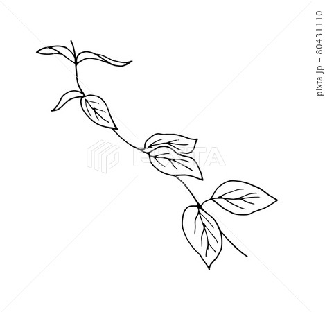 dried flowers, dry grass on a white background,Hand drawn engraving illustration, minimalism style. Ikebana. dried flowers, dry grass on a white background,Hand drawn engraving illustration, minimalism style. Ikebana. 80431110