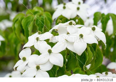 満開の白いヤマボウシの花 満開の白いヤマボウシの花 80431318