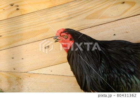 SERDANG, MALAYSIA -DECEMBER 07, 2016: Some exotic chicken in cages placed for public viewing. These chickens are bred as a pet chicken. 80431362