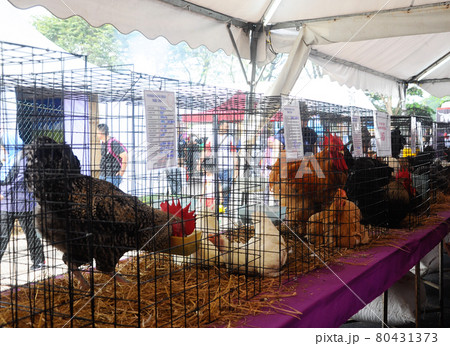 SERDANG, MALAYSIA -DECEMBER 07, 2016: Some exotic chicken in cages placed for public viewing. These chickens are bred as a pet chicken. SERDANG, MALAYSIA -DECEMBER 07, 2016: Some exotic chicken in cages placed for public viewing. These chickens are bred as a pet chicken. 80431373