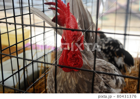 SERDANG, MALAYSIA -DECEMBER 07, 2016: Some exotic chicken in cages placed for public viewing. These chickens are bred as a pet chicken. SERDANG, MALAYSIA -DECEMBER 07, 2016: Some exotic chicken in cages placed for public viewing. These chickens are bred as a pet chicken. 80431376