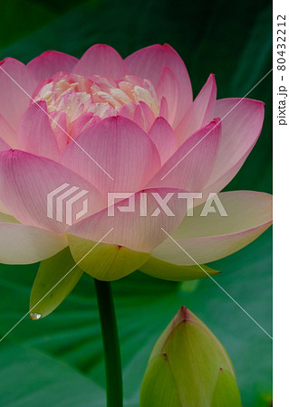 花はす 80432212