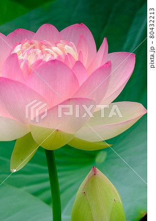 花はす 80432213