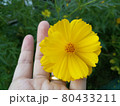 A hand hold a yellow cosmos flower 80433211