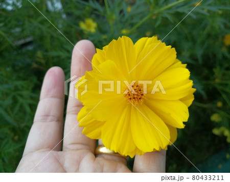 A hand hold a yellow cosmos flower 80433211