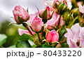 Beautiful rosebuds, pink in a field in blur. 80433220