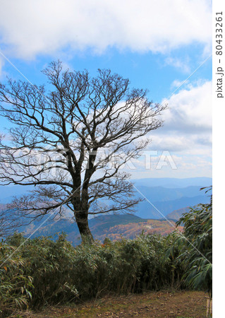 氷ノ山山頂までの落葉のある登山道から大きな木越しに但馬の山々が望める 縦位置 氷ノ山山頂までの落葉のある登山道から大きな木越しに但馬の山々が望める 縦位置 80433261