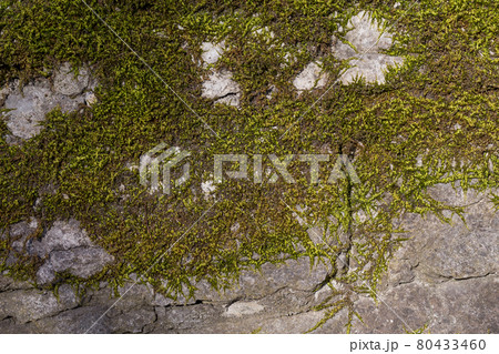 Old wall texture with moss 80433460