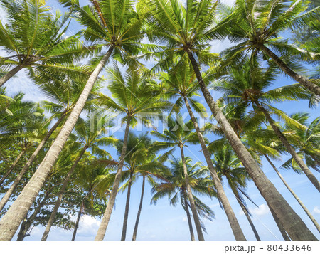 Coconut palm trees and tropical sea. Summer vacation and tropical beach concept. Coconut palm grows on white sand beach. Alone coconut palm tree in front of freedom beach Phuket, Thailand. vertical 80433646