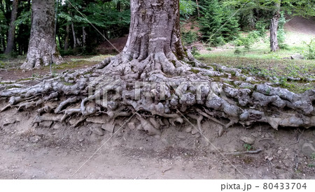 Unusual beautiful roots of a tree in the reserve Unusual beautiful roots of a tree in the reserve 80433704