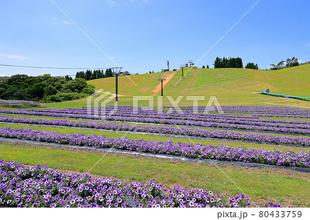 びわこ箱館山　夏のイベント 80433759